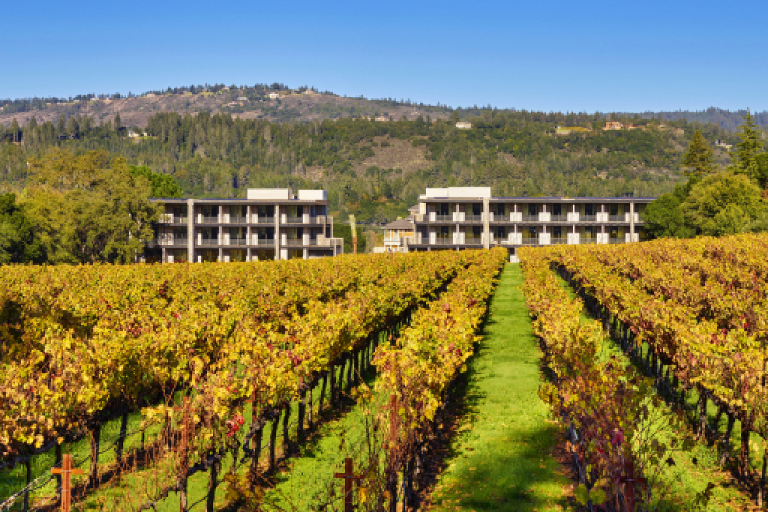 views of the vineyards