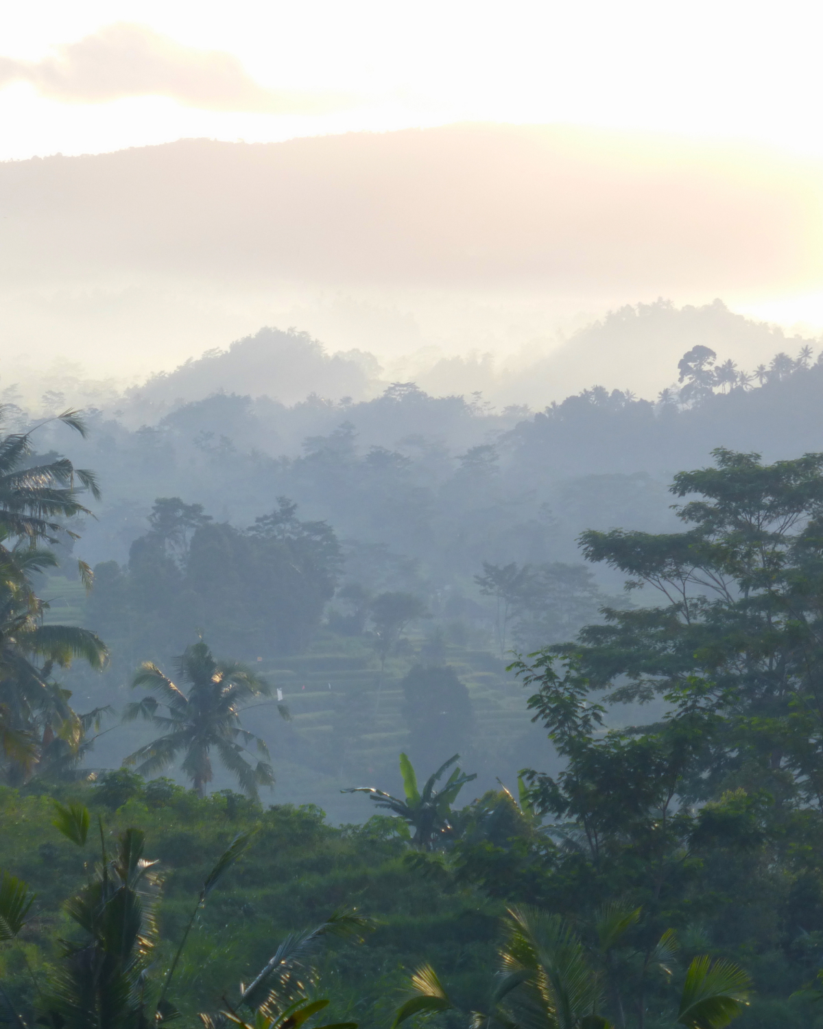 Indonesian jungle with fog