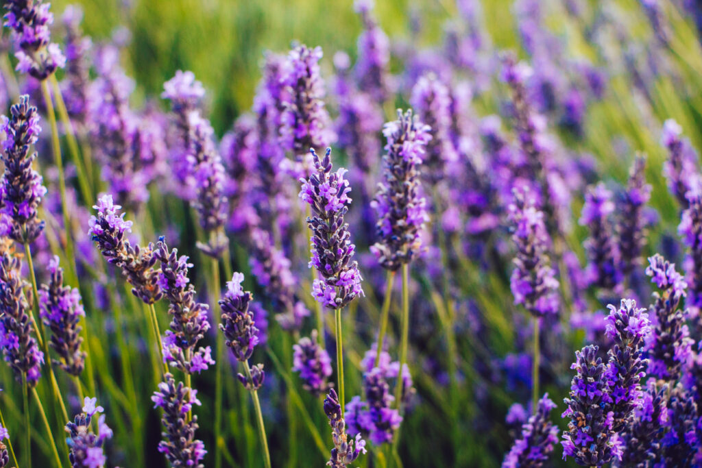 close up of lavenders