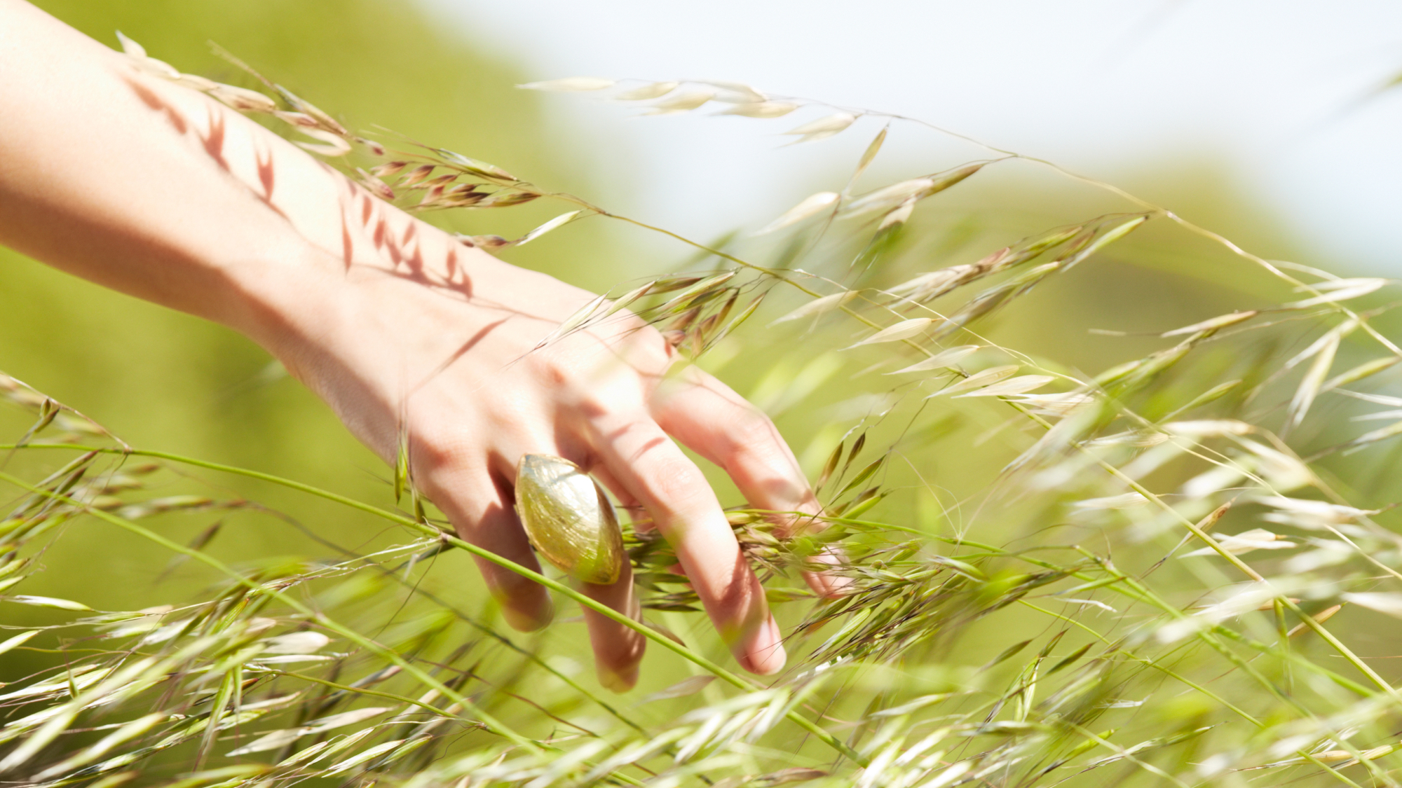 hand touching leaves in field