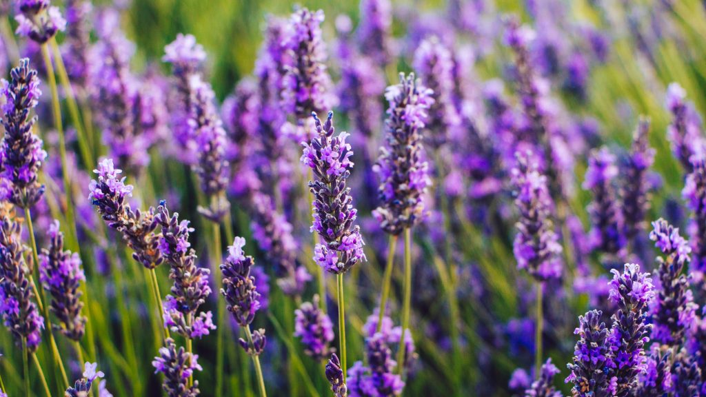up close image of lavender flowers