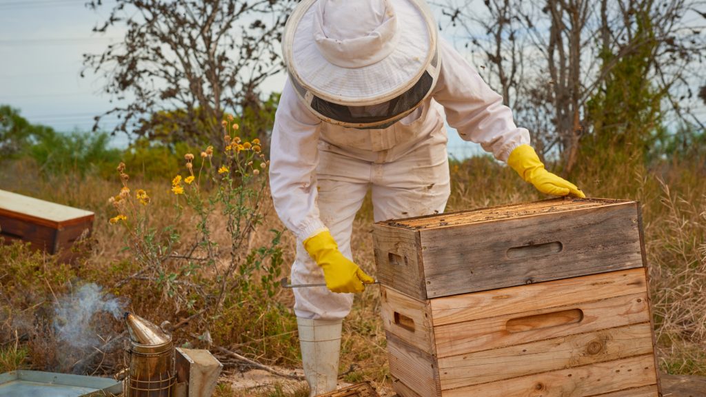 beekeeper taking care of the bees