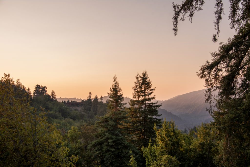 forest and mountain views at sunset