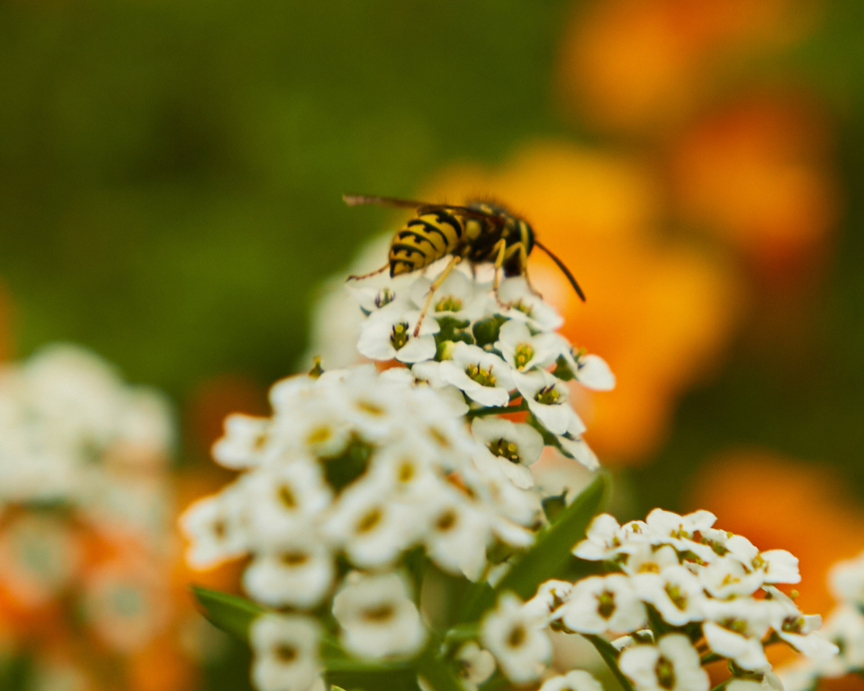 close up of bumble bee on flower