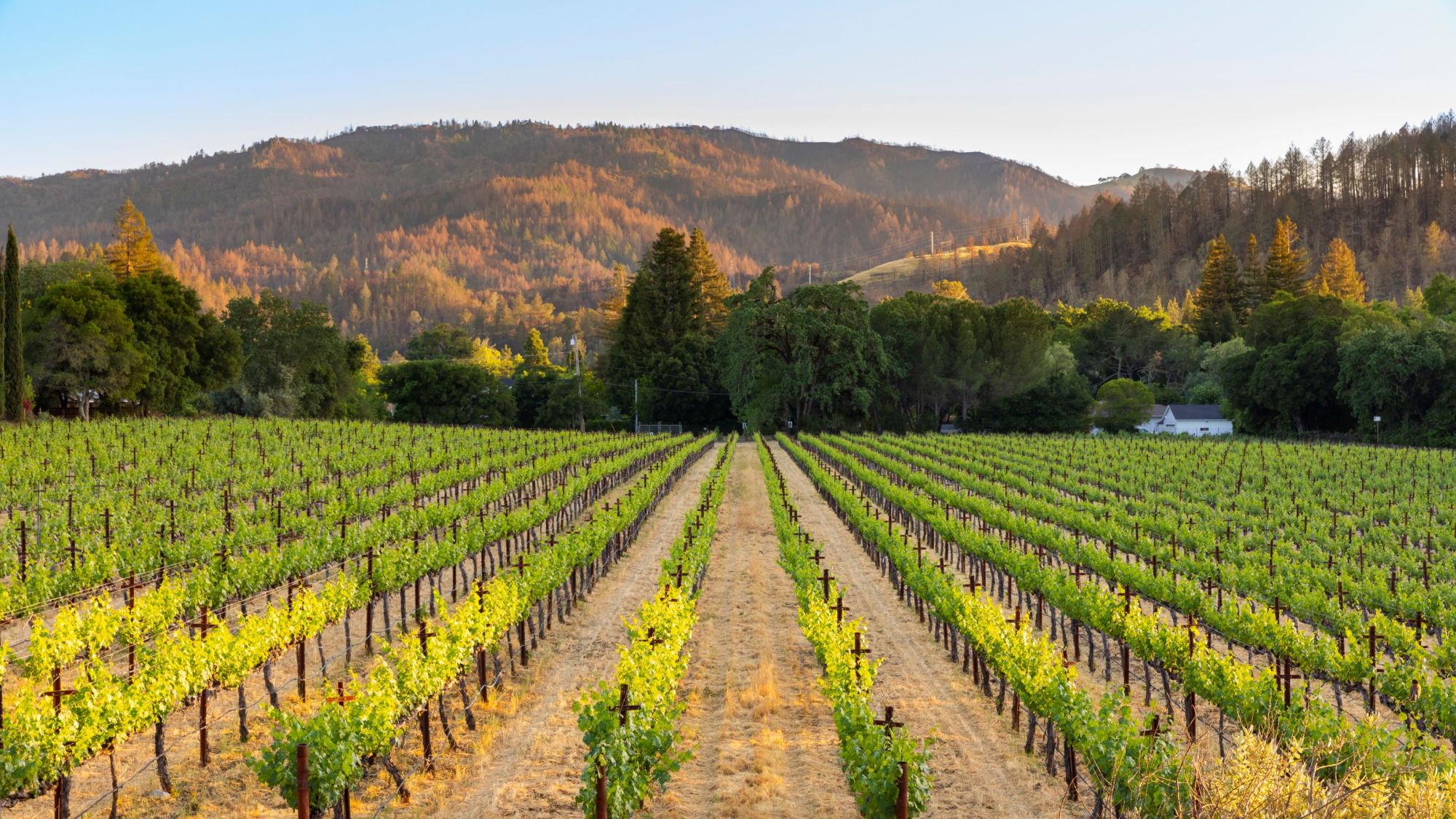 Napa valley vineyard views