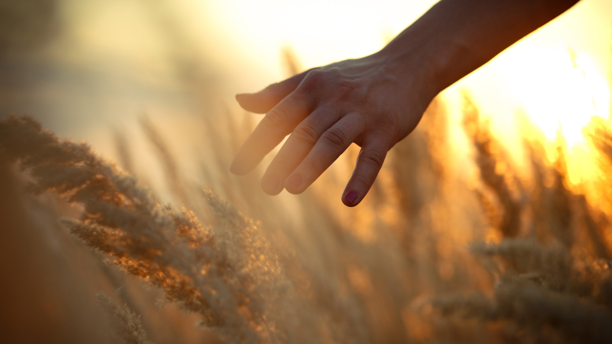 close up of hands touching leafs