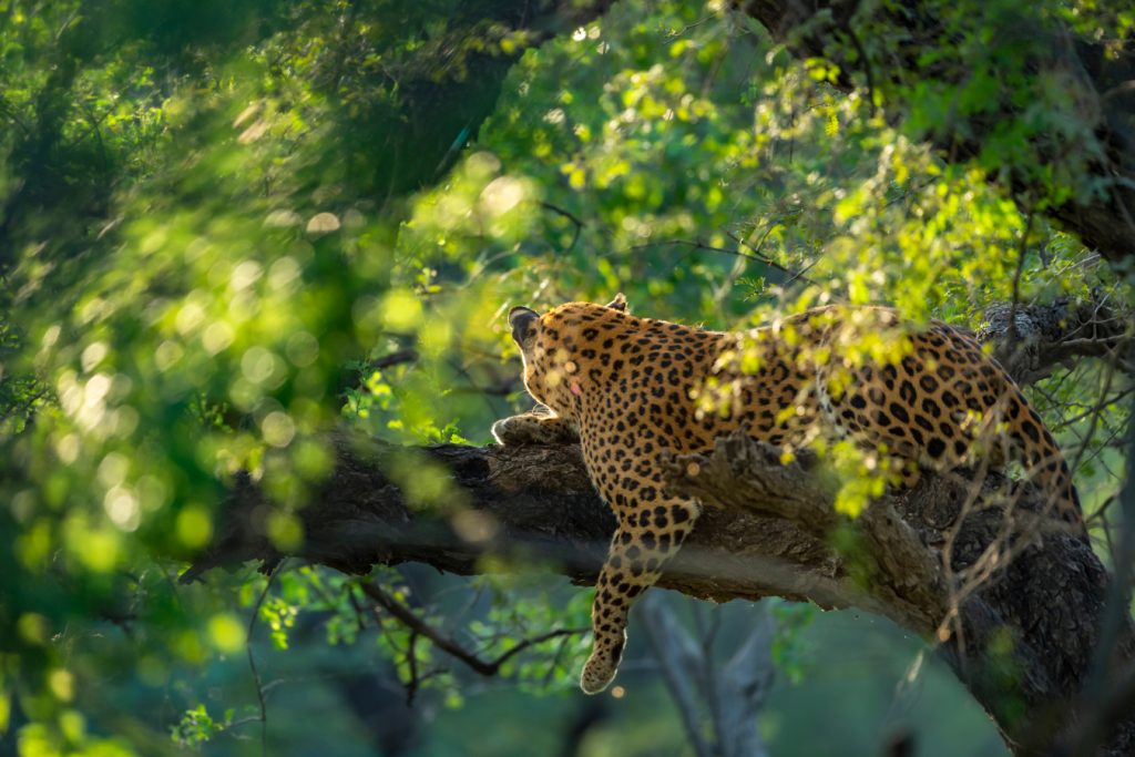 a leopard laying down on tree