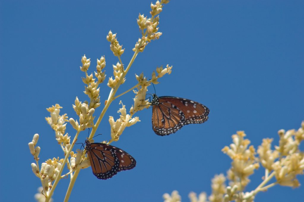 close up of butterflies in flowers
