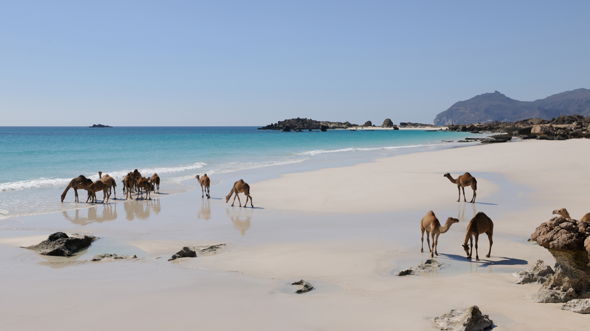 pack of camels at the beach shore