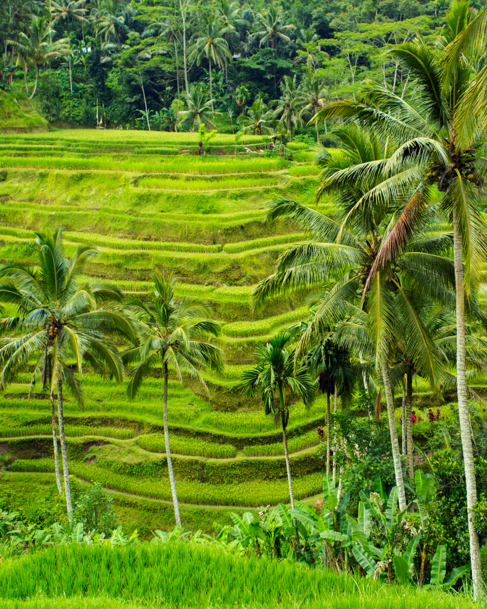 views of fields Bali