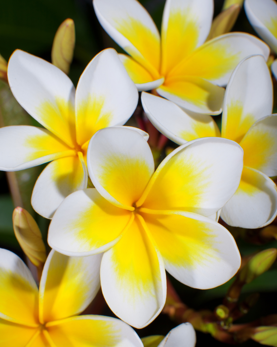close up of white and yellow flowers