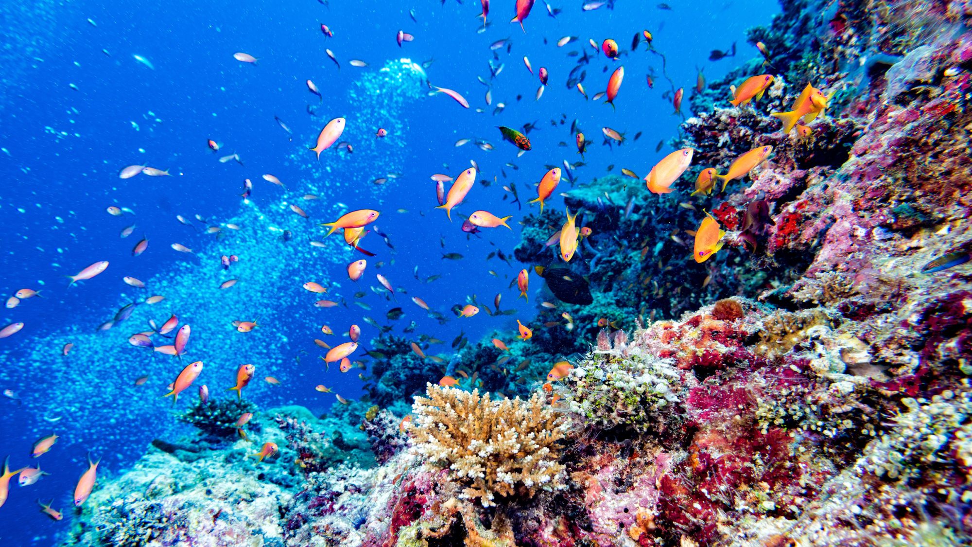 Fish swimming by colorful coral