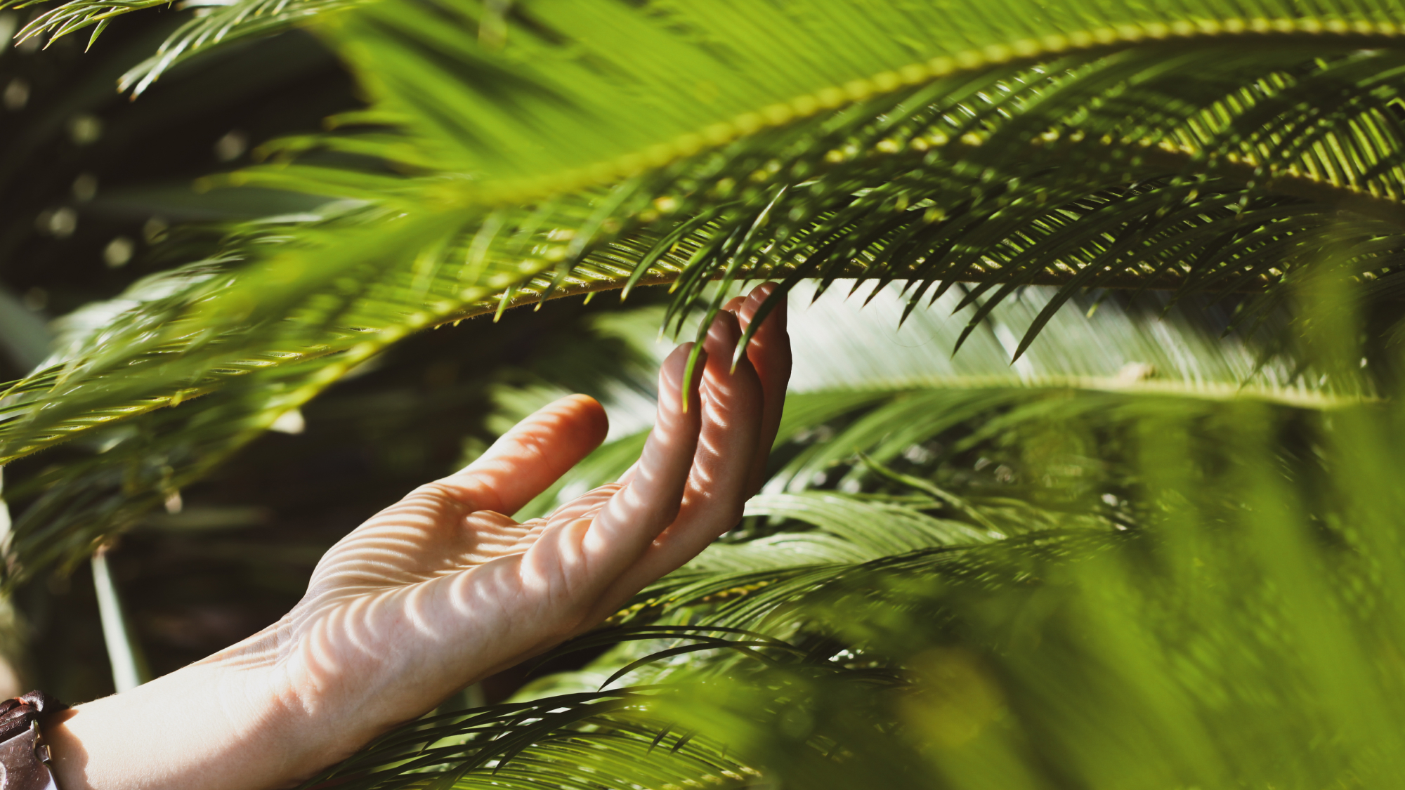 Hand admiring the green palm tree leaves