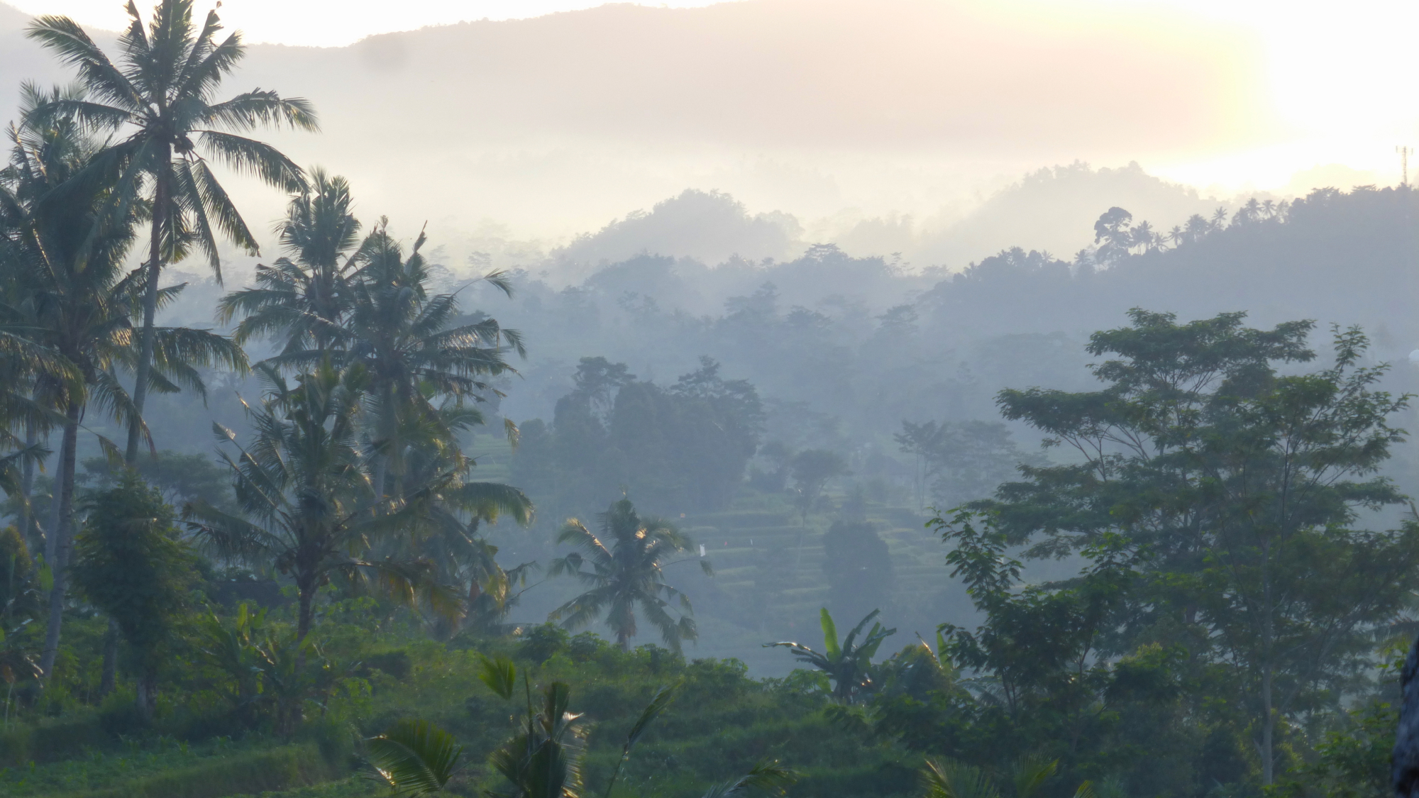 views of the forest at sunset