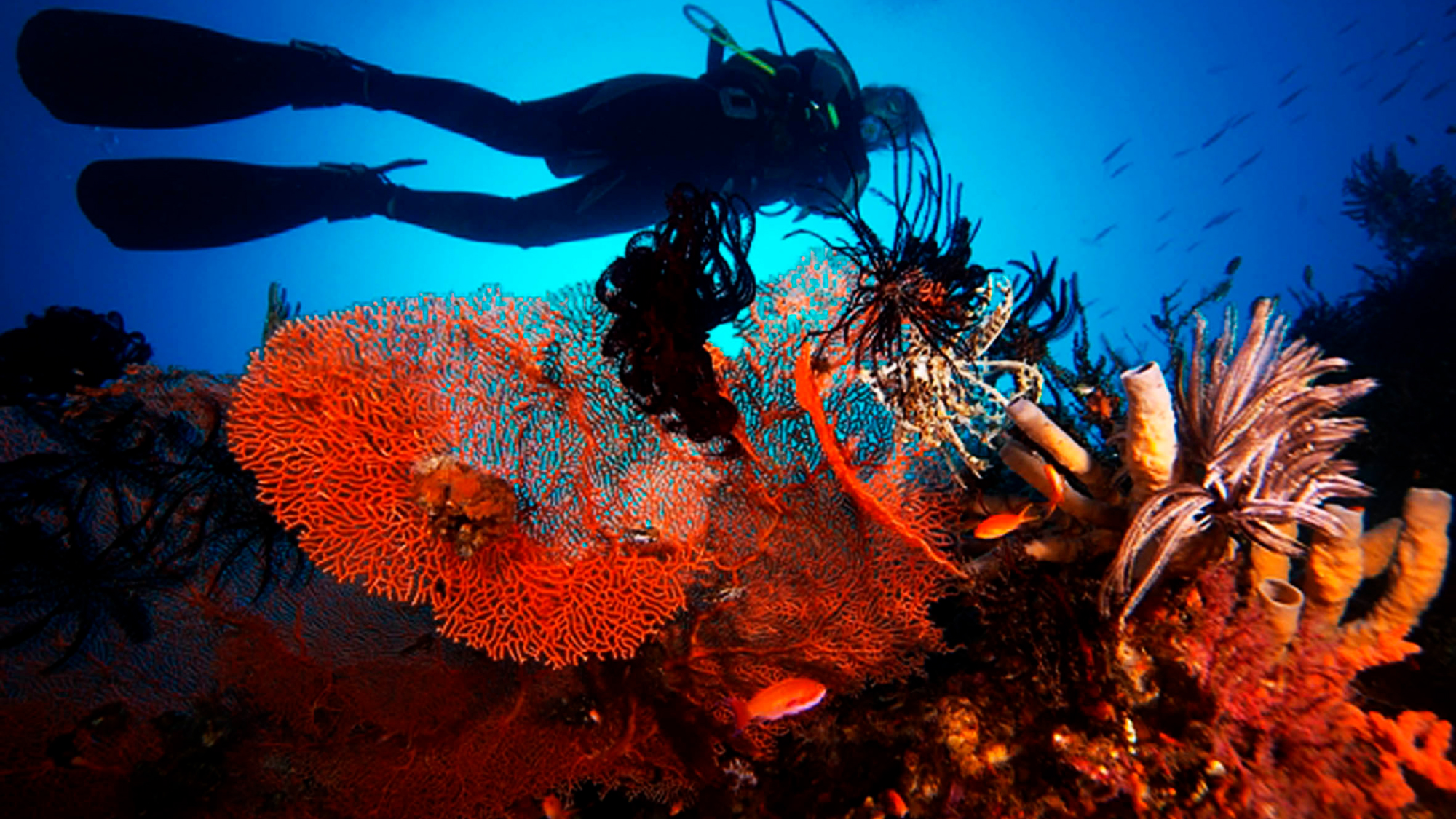 man scuba-diving around coral reefs