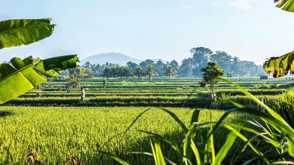 Rice fields in Ubud