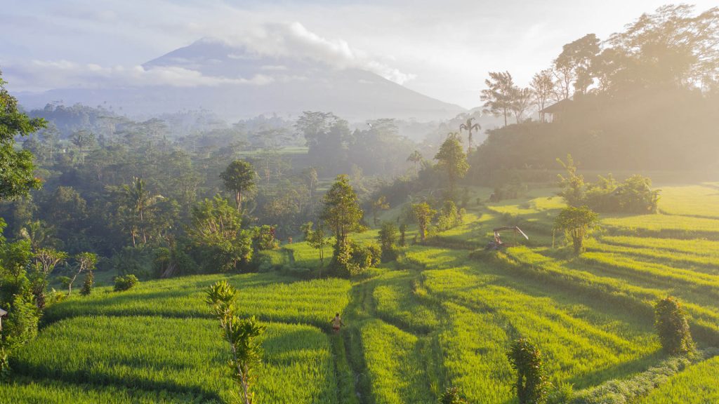 green land with forest and mountains in background