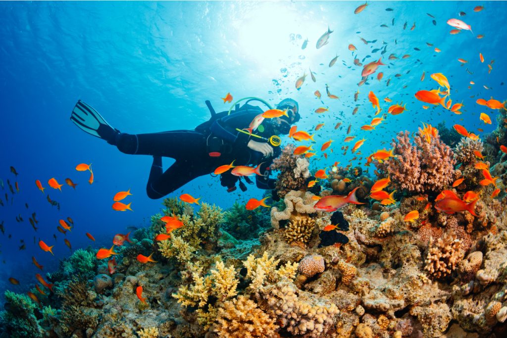 Diver in coral reef surrounded by orange fish