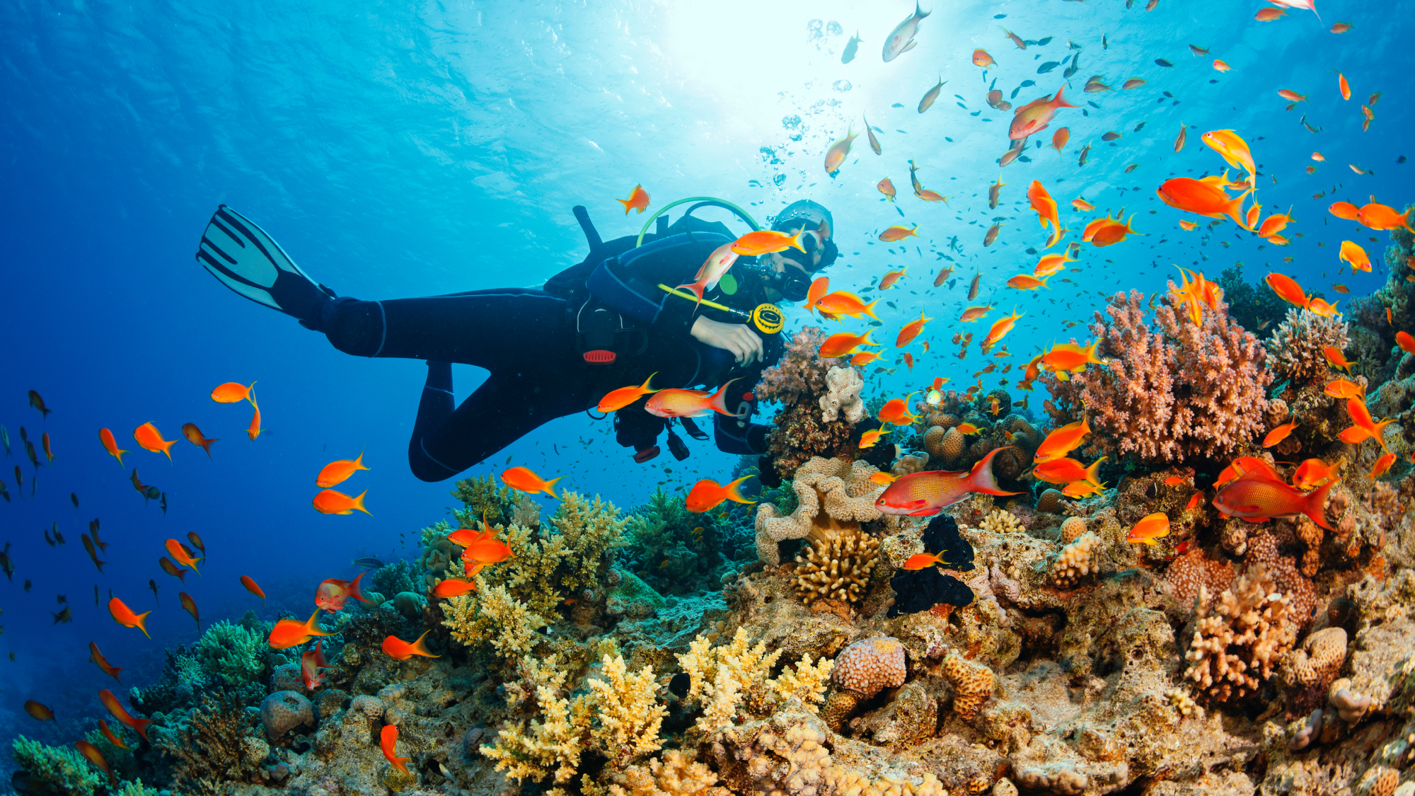 Diver in coral reef surrounded by orange fish