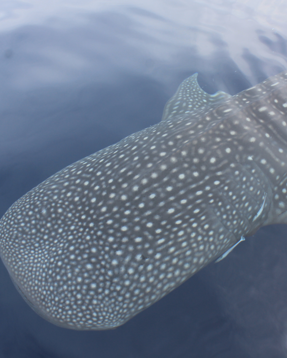 Overhead shot of a whale shark in water