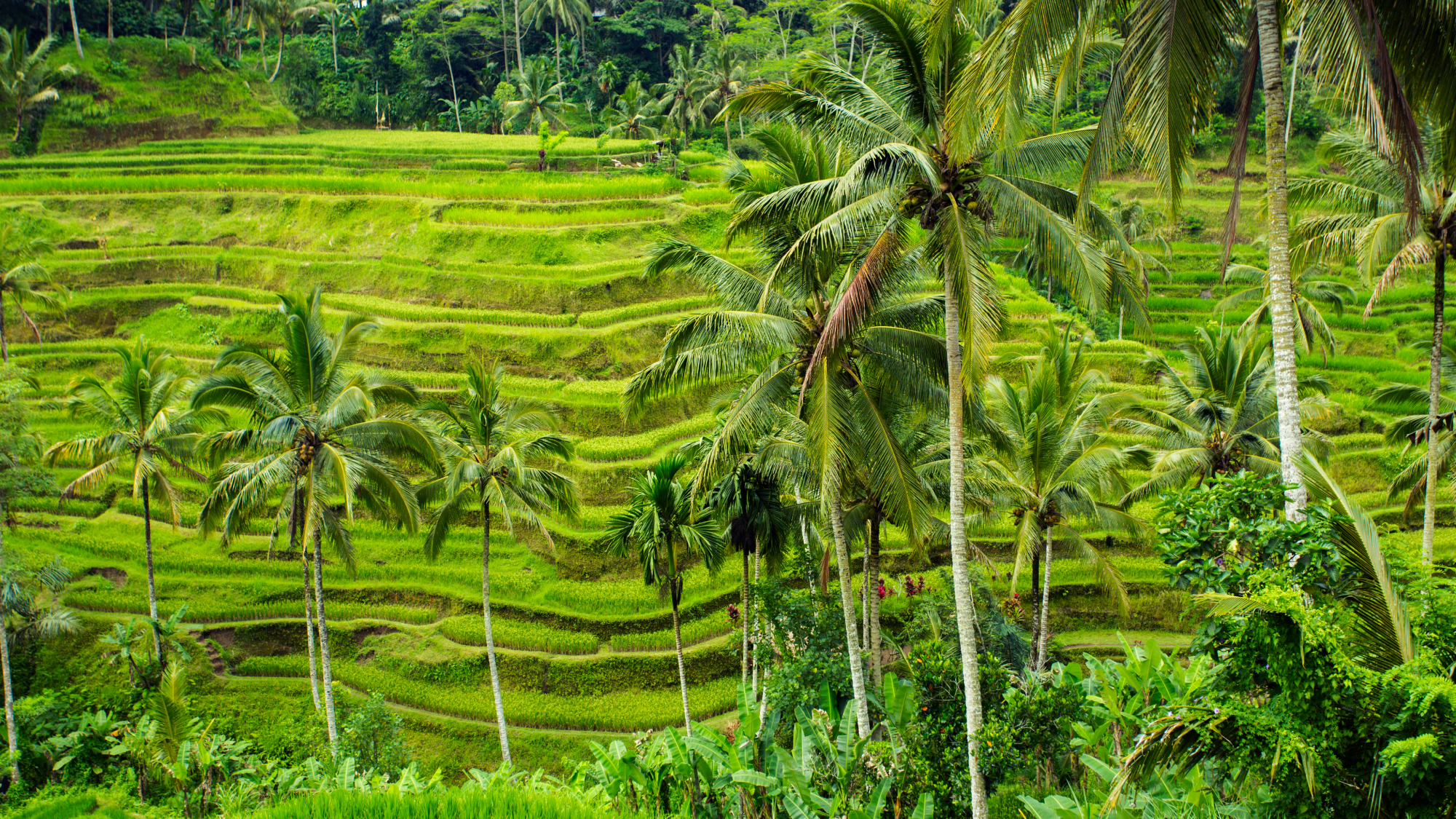 green fields in Bali